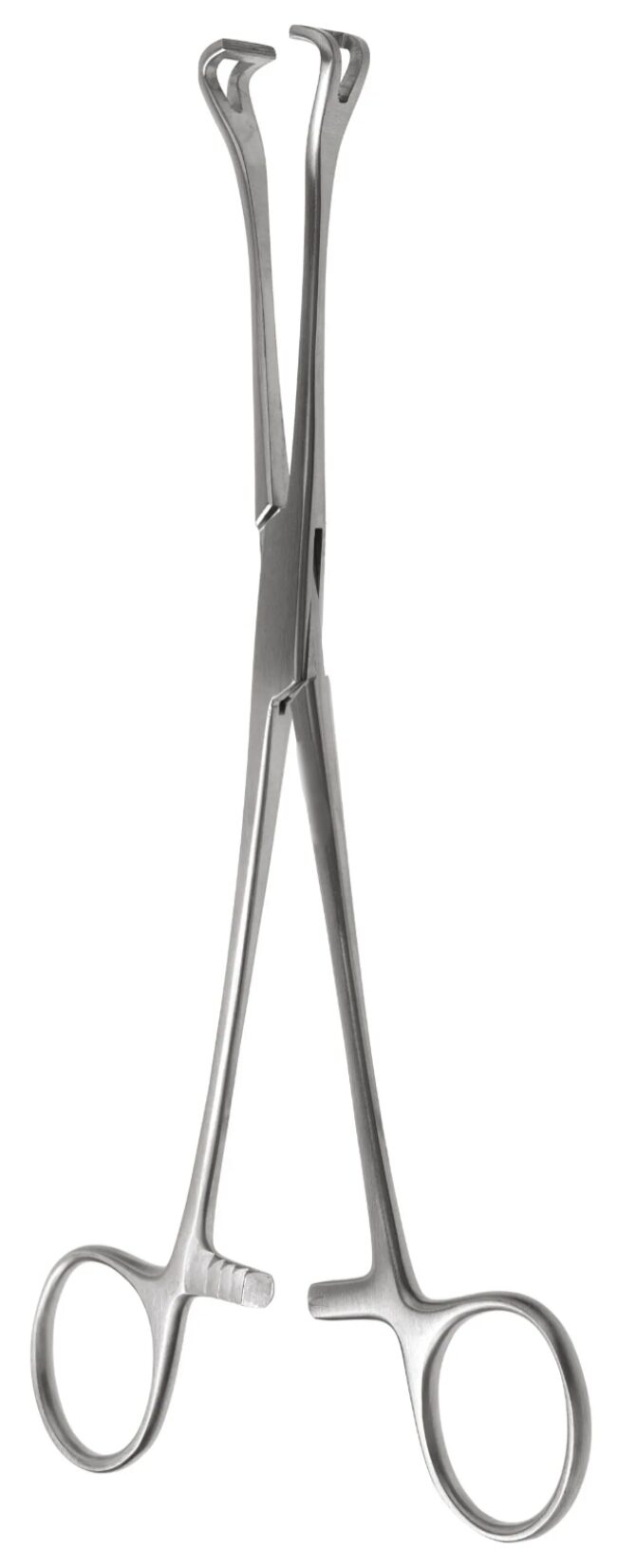 gSource g2 Babcock Tissue Forceps, 6 1/4 inches, with a fenestrated, triangular tip, shown against a white background.